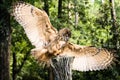 Owl Royalty Free Stock Photo