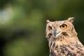 Owl Royalty Free Stock Photo
