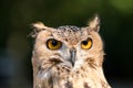 Owl Royalty Free Stock Photo