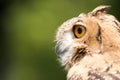 Owl Royalty Free Stock Photo