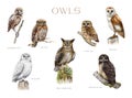 Owl set. Watercolor painted illustration. Different types of owl bird collection. Hand drawn barn, snowy, spectacled Royalty Free Stock Photo