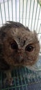 An owl with sharp eyes is simply stunning