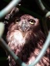 Owl in sharp focus Royalty Free Stock Photo