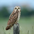 Owl, short eared owl (Asio flammeus) Royalty Free Stock Photo