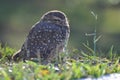 Owl shrunken looking forward