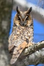 Owl sit in a tree and looking on the the camera Royalty Free Stock Photo