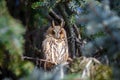 Owl sit in a tree and looking on the the camera Royalty Free Stock Photo