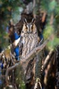 Owl sit in a tree and looking on the the camera Royalty Free Stock Photo