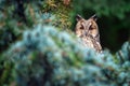 Owl sit in a tree and looking on the the camera Royalty Free Stock Photo