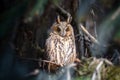 Owl sit in a tree and looking on the the camera Royalty Free Stock Photo