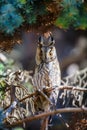 Owl sit in a tree and looking on the the camera Royalty Free Stock Photo