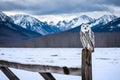 an owl siting on the wood in winter