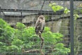 An owl sits on a branch in a cage behind a fence at the zoo Royalty Free Stock Photo