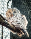 An owl sits on a branch in the sunlight and has closed his eyes Royalty Free Stock Photo