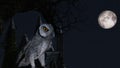 An owl sits motionless on a tree in the blue moonlight near a Mausoleum Royalty Free Stock Photo