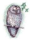 An owl sits quietly on a branch in the forest. The bird squinted and looks with one eye. Graphic drawing with an owl.