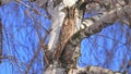 Owl sits on the shore with which it mimics