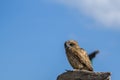 Owl Sitting On A Background Of Blue Sky