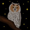 Owl sitting on branch night