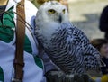 Owl sitting on falconry glove