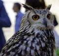 Owl sitting on falconry glove