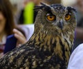 Owl sitting on falconry glove