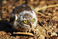 A owl sitting on ground