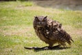 Owl is sitting on the ground, and hunting