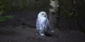 Owl sitting on the ground in the wild forest Royalty Free Stock Photo