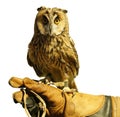 Owl sitting at the hand in bird handling leather glove isolated on white background