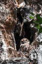 An owl sitting in the hollow of a tree Royalty Free Stock Photo