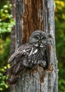 The owl sitting with little owlets in the nest in the hollow of an old tree. The Ural owl Strix uralensis. Summer forest. Natur