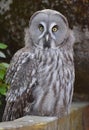 owl sitting and locking at kamera Royalty Free Stock Photo