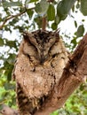 A owl sitting and Sleep on a branches of of a tree close up shot
