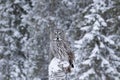 Owl sitting on a stump in wintery forest Royalty Free Stock Photo