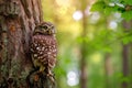 Owl sitting on the tree in the forest