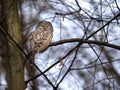 an owl sitting in a tree waiting for its master to talk