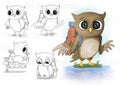 Owl sketch and colored illustrations