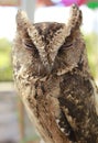 Sleeping brown owl