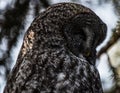 Owl sleeping in a tree