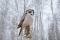 Owl, snow Finland. Nature of north Europe. Snowy winter scene with hawk owl, larch tree. Hawk Owl in nature forest habitat during