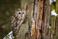 Owl in snowfall. Tawny owl, Strix aluco, perched on rotten oak stump. Beautiful brown owl in winter forest. Wildlife from Europe