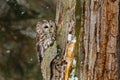 Owl in snowfall. Tawny owl, Strix aluco, perched on rotten oak stump. Beautiful brown owl in winter forest. Wildlife from Europe