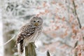 Owl in snowy forest. Ural owl, Strix uralensis, perched on rotten stump in beech forest. Beautiful grey owl in natural habitat.