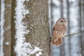 Owl and snowy forest. Winter wood with Tawny Owl snow during cold weather, snow forest in background, nature habitat. Wildlife