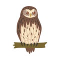 Owl Specie as Nocturnal Bird of Prey with Hawk-like Beak and Forward-facing Eyes Perching on Tree Branch Vector