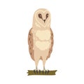 Owl Specie as Nocturnal Bird of Prey with Hawk-like Beak and Forward-facing Eyes Perching on Tree Branch Vector