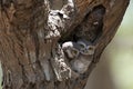 Owl, Spotted owlet Athene brama in tree hollow Royalty Free Stock Photo