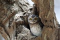 Owl, Spotted owlet Athene brama in tree hollow Royalty Free Stock Photo