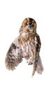 Owl  Spotted Owlet Standing on Branch on White Background Royalty Free Stock Photo